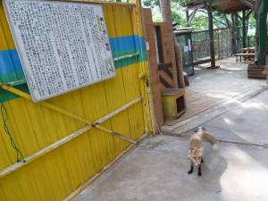 キツネ村２