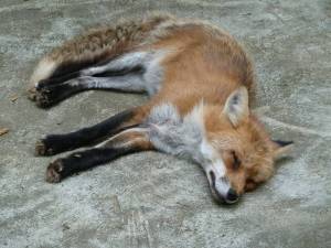 キツネ村５
