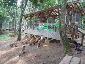 キツネ村６
