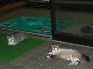 さかえ館の猫