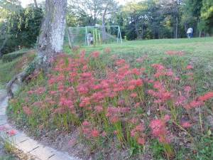 羽黒山公園ヒガンバナ