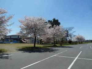 皆幸乃湯の桜