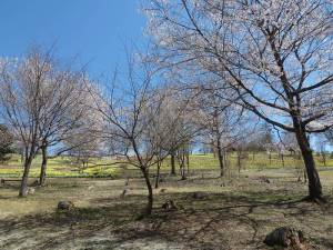 東那須野公園２