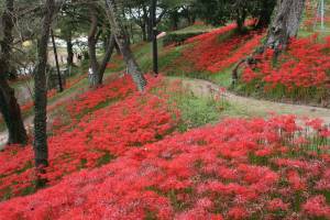 羽黒山公園のヒガンバナ１