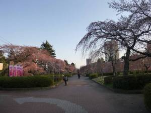 20140408榴岡公園