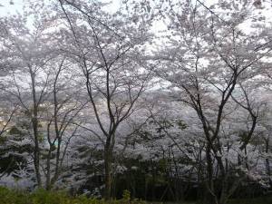 20140416利府城跡