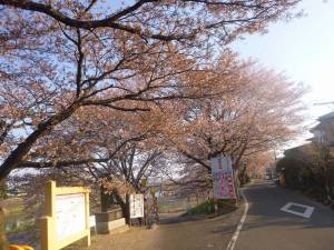 20140419一目千本桜1