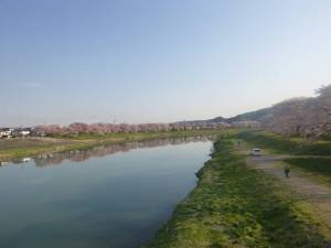 20140419一目千本桜2
