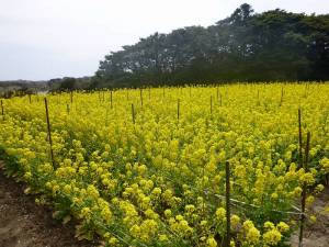 朴島の菜の花畑１
