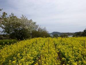 朴島の菜の花畑２