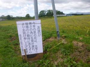 三本木ひまわりの丘の菜の花３