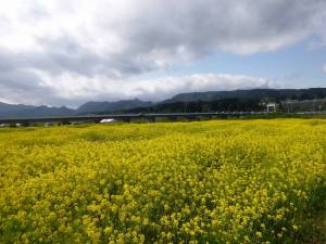 鳴子川渡温泉の菜の花１
