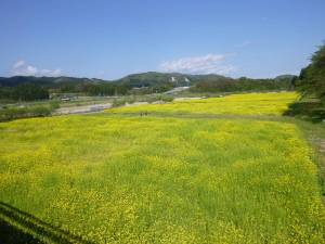 鳴子川渡温泉の菜の花２