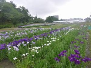 多賀城あやめ園
