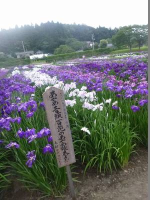 多賀城あやめ園俳句