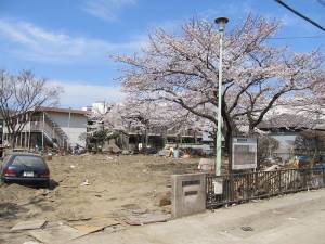 桜木公園2011