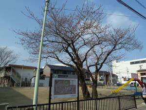 桜木公園2012