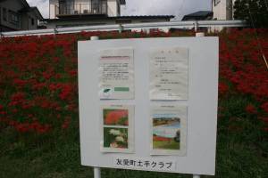彼岸花案内