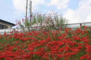 友愛緑地の彼岸花５