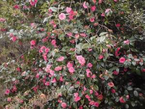 花見山公園・椿１