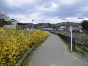 花見山公園周辺の花１
