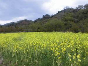 花見山公園周辺の花２