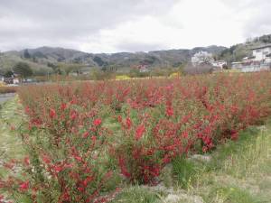 花見山公園周辺の花３