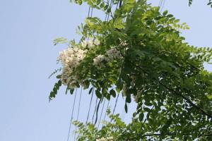 ハリエンジュの花