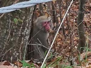 サル