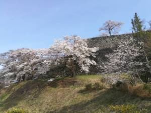 小峰城の桜１