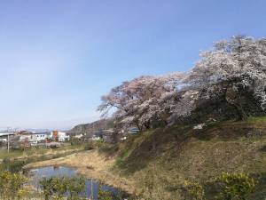 小峰城の桜２