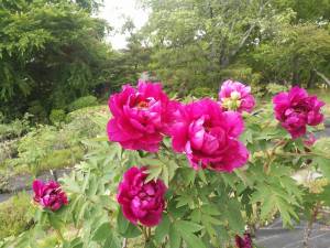 須賀川牡丹園１